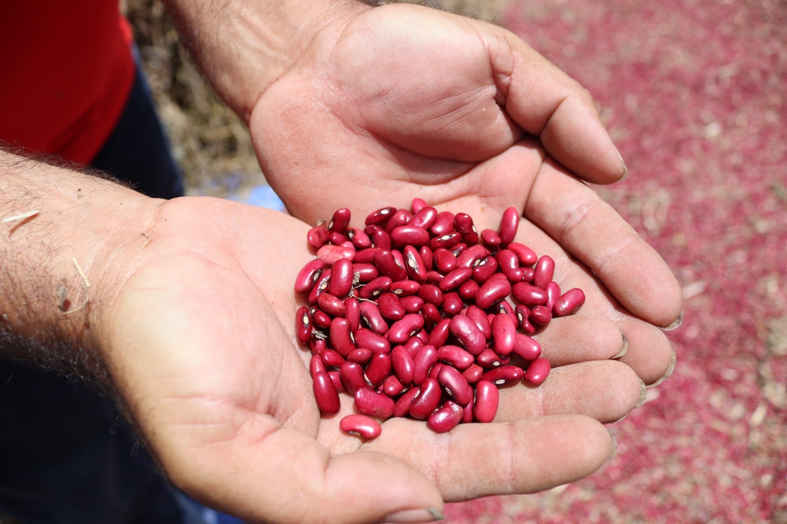 A través del BTP: variedades de semilla de granos básicos con alto valor nutricional a disposición de los productores